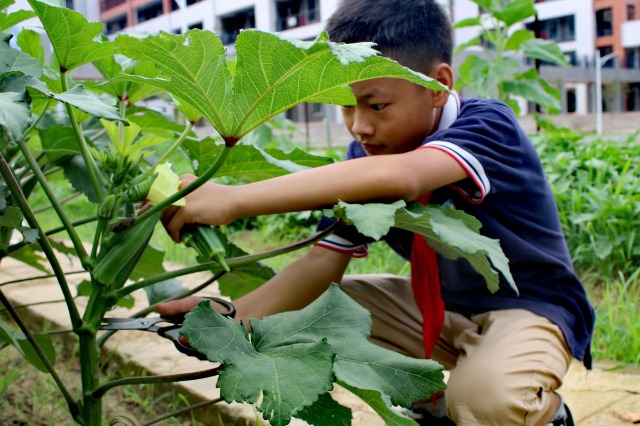 鐘山鎮第七小學的少先隊員代表們正在黨員教師的帶領下采摘成熟的蔬菜。 (6).jpg