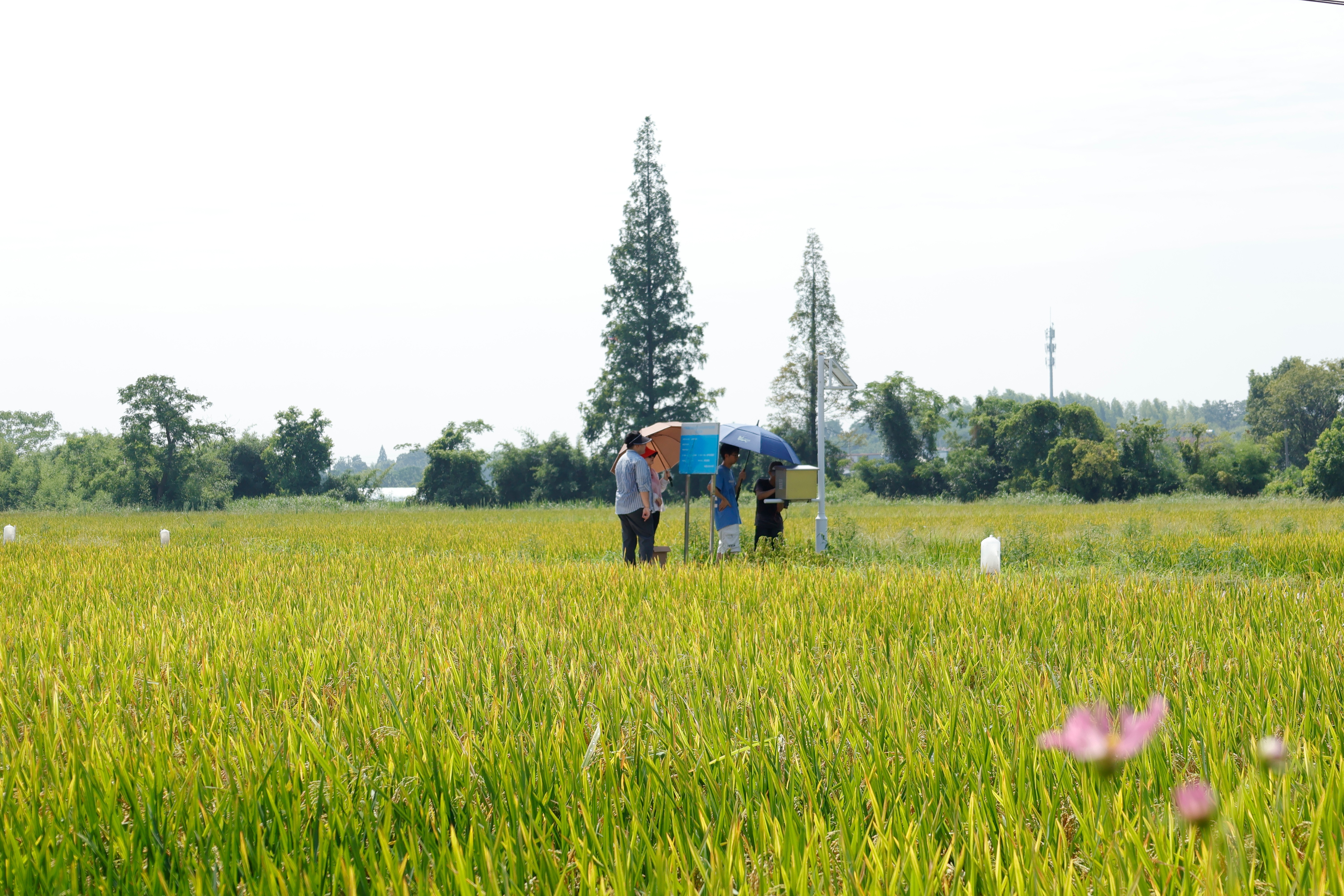 寧波財經學院師生把實踐課堂搬到農田 學校供圖.jpg