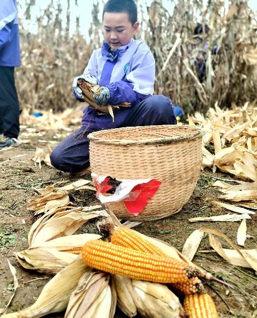 學生體驗剝玉米皮。.jpeg 學生體驗剝玉米皮。.jpeg