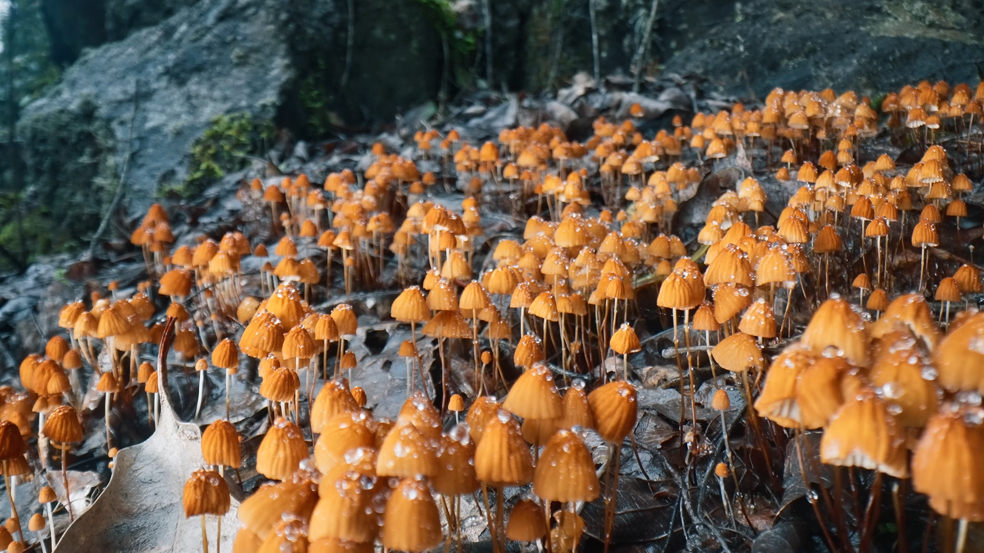 8.自然生長(zhǎng)在百山祖國(guó)家公園的干小皮傘.png 8.自然生長(zhǎng)在百山祖國(guó)家公園的干小皮傘.png